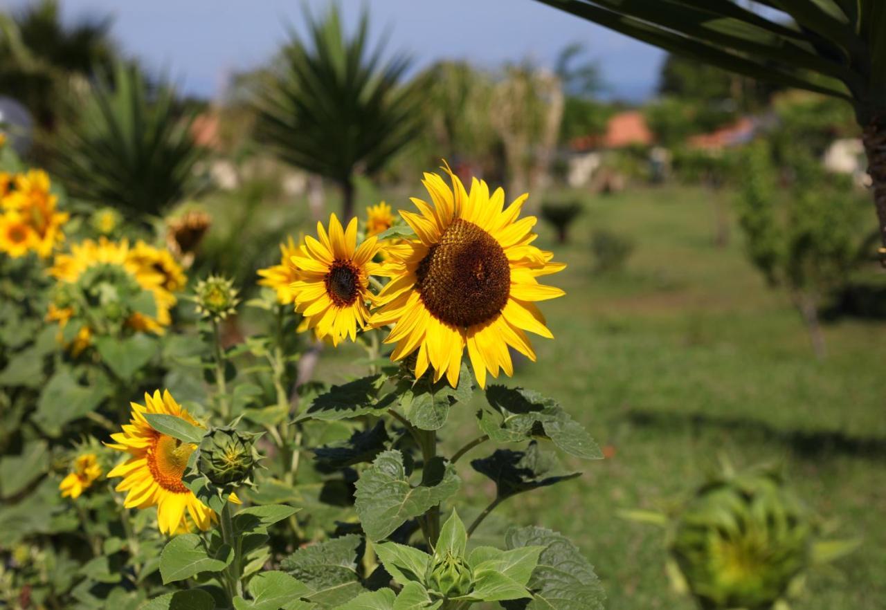 Agriturismo Ninea Ricadi Exteriér fotografie
